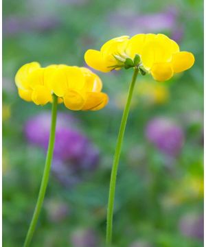 Lotus corniculatus