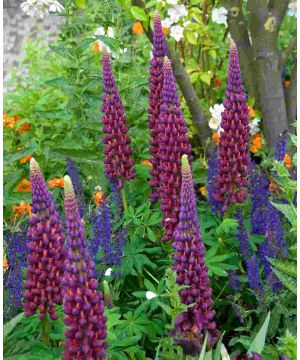 Lupin 'Masterpiece'