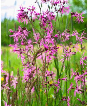 Lychnis flos-cuculi