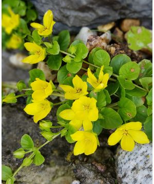 Lysimachia nummularia Goldilocks