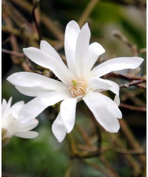 Magnolia Stellata