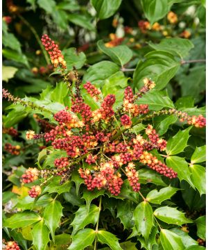 Mahonia Cabaret