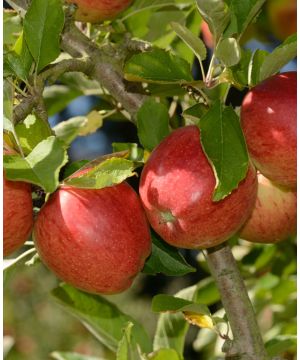 Malus domestica Braeburn