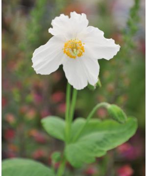 Meconopsis baileyi Alba