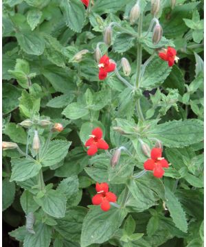 Mimulus Cardinalis