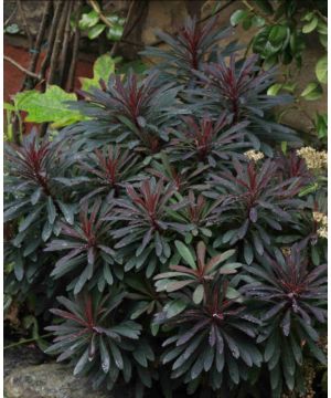 Euphorbia hybrida 'Miners Merlot'