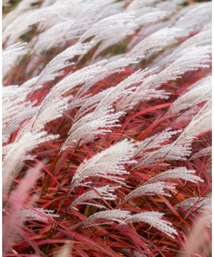 Miscanthus sinensis 'Lady in Red'