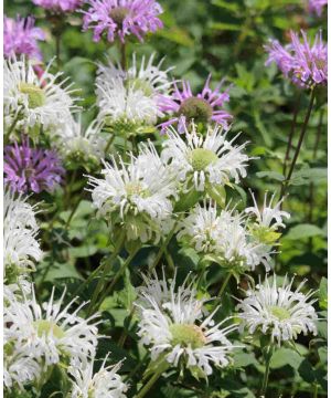 Monarda 'Schneewitchen'