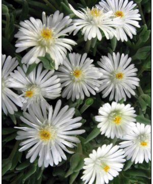 Delosperma Jewel of the Desert Moonstone