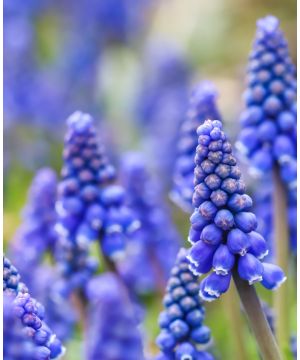 Muscari Armeniacum