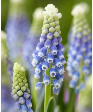 Muscari armeniacum Julia