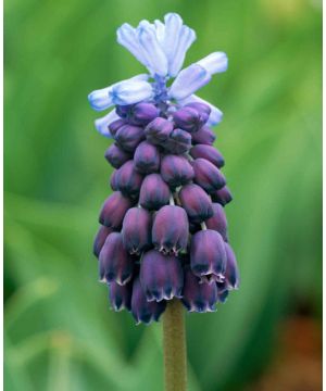 Muscari latifolium