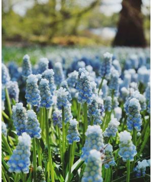 Muscari armeniacum Peppermint