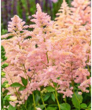 Astilbe Peach Blossom