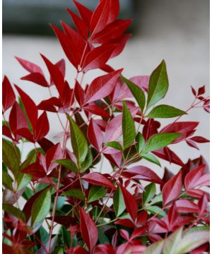 Nandina Domestica Obsessed