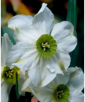 Narcissus 'Sinopel'