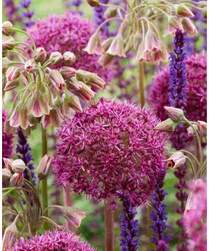 Allium 'Ostara'