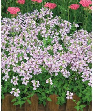 Nemesia denticulata 'Confetti'