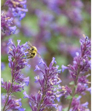 Nepeta racemosa ‘Walker’s Low’