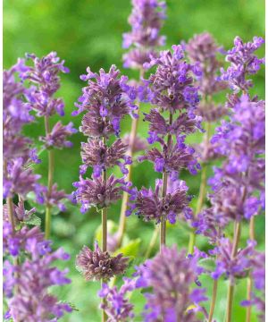 Nepeta racemosa 'Grog'