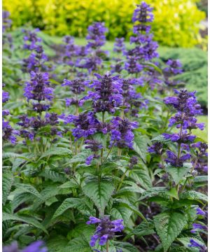 Nepeta Neptune