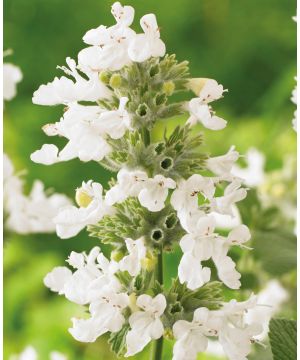 Nepeta racemosa Snowflake