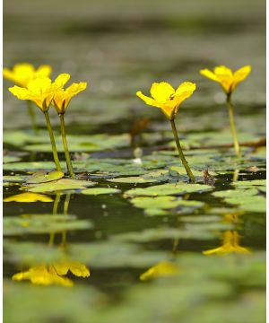 Nymphoides Peltata