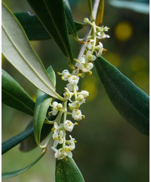 Olea europaea