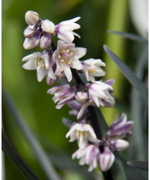 Ophiopogon planiscapus Nigrescens