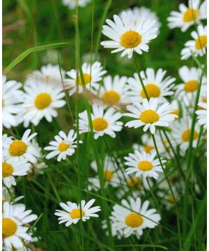 Leucanthemum vulgare