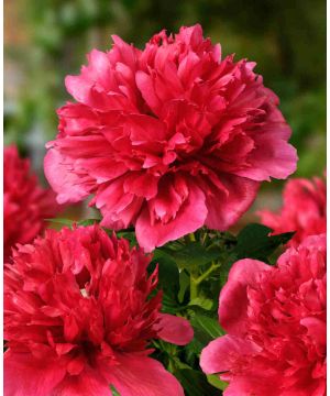 Paeonia lactiflora 'Many Happy Returns'