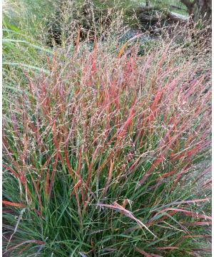 Panicum virgatum Shenandoah