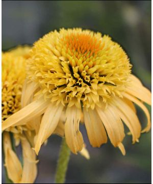 Echinacea purpurea Papallo Semi Double Peach  