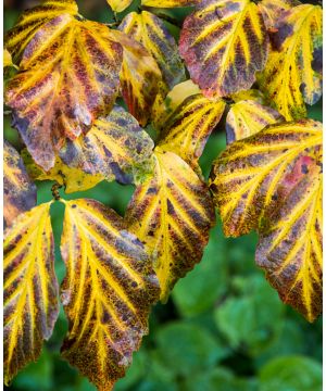 Parrotia persica Vanessa