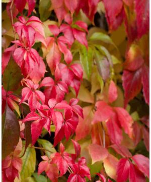 Parthenocissus quinquefolia