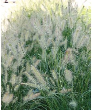 Pennisetum alopecuroides Hameln