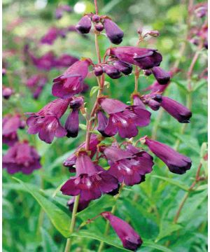 Penstemon 'Blackbird'