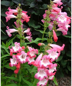 Penstemon Flamingo