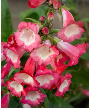 Penstemon Kilimanjaro