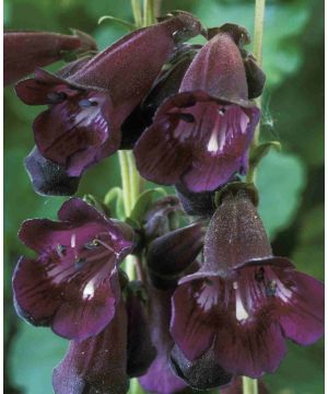 Penstemon Raven 