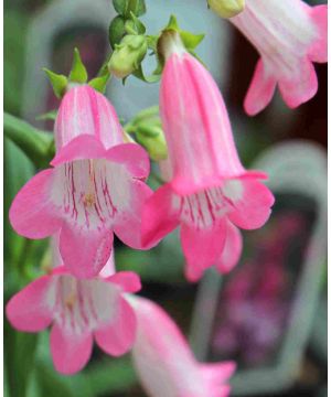 Penstemon Evelyn