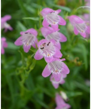 Penstemon Summertime Pink