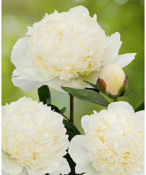 Paeonia lactiflora 'Lancaster Imperial'