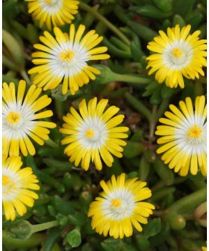 Delosperma Jewel of the Desert Peridot