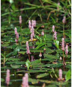 Persicaria amphibia