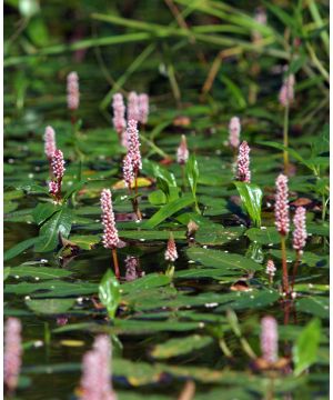 Persicaria Amphibia