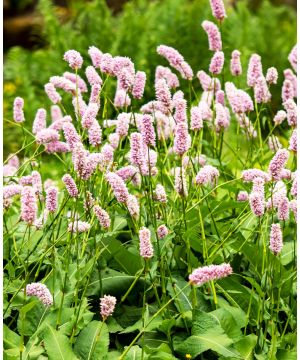 Persicaria bistorta Superba