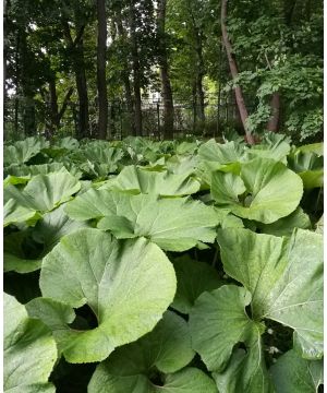 Petasites hybridus