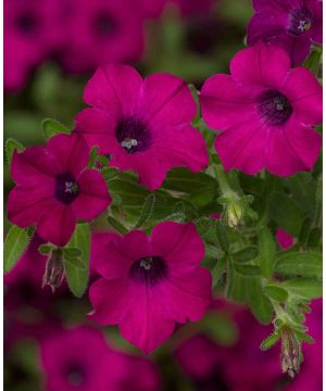 Petunia Itsy Magenta