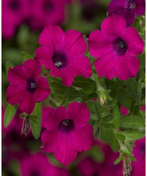 Petunia Itsy Magenta